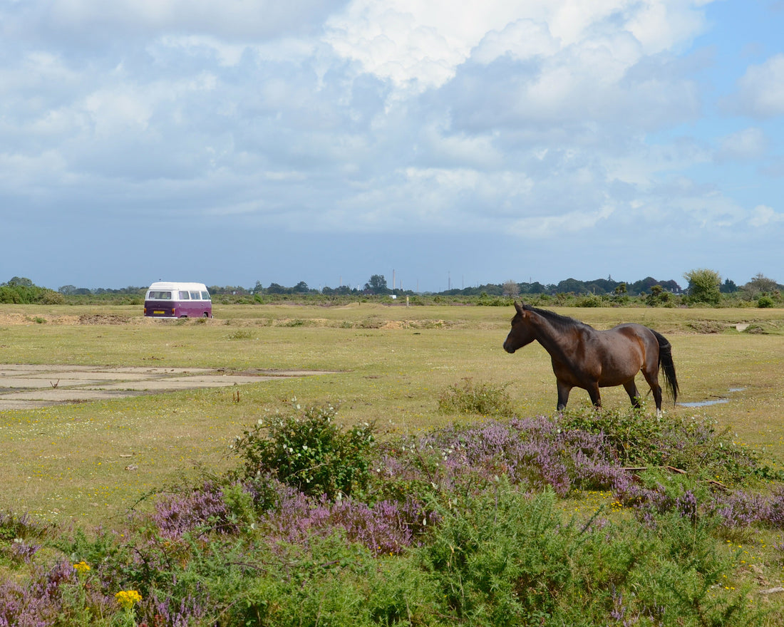 Campervan scene in the New Forest