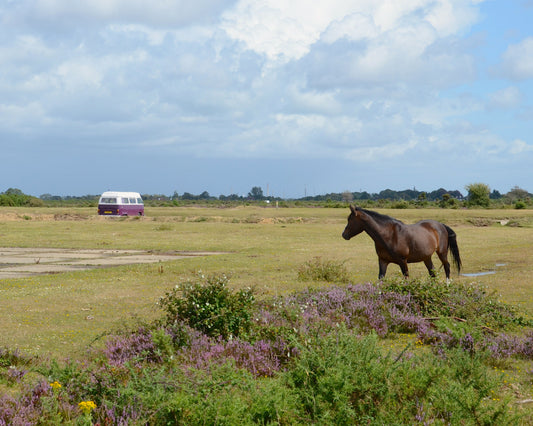 Campervan scene in the New Forest